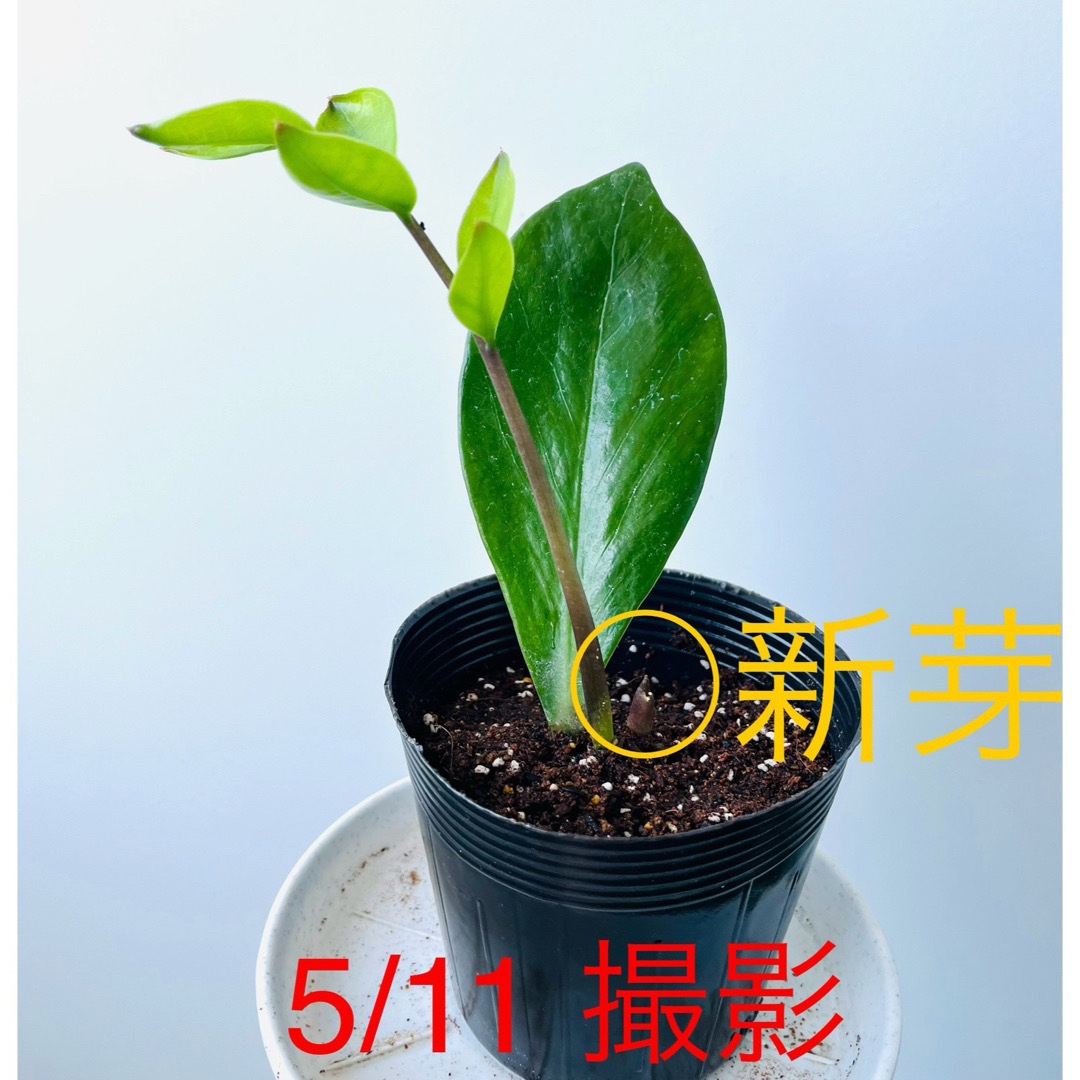 🪴① ザミオクルカス　苗　新芽 🌱2つ　芋付の根　🌿　《花咲く親木》 ハンドメイドのフラワー/ガーデン(プランター)の商品写真