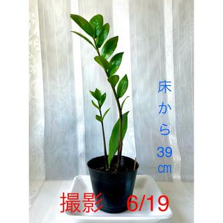 🪴① ザミオクルカス　苗　新芽 🌱2つ　芋付の根　🌿　《花咲く親木》(プランター)