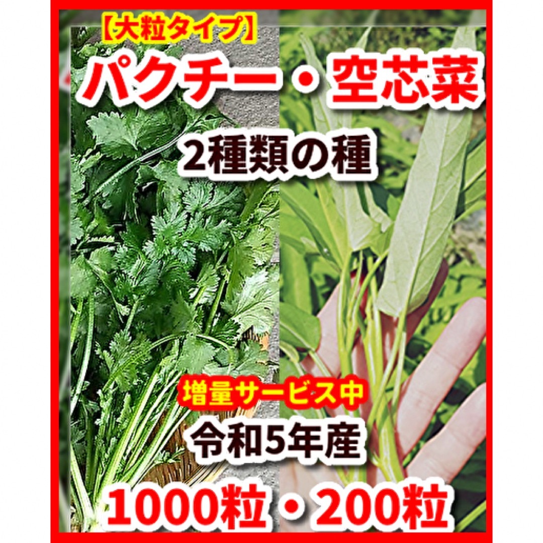 パクチー（大粒タイプ）＆空芯菜の種の2種類セット★増量サービス中 食品/飲料/酒の食品(野菜)の商品写真