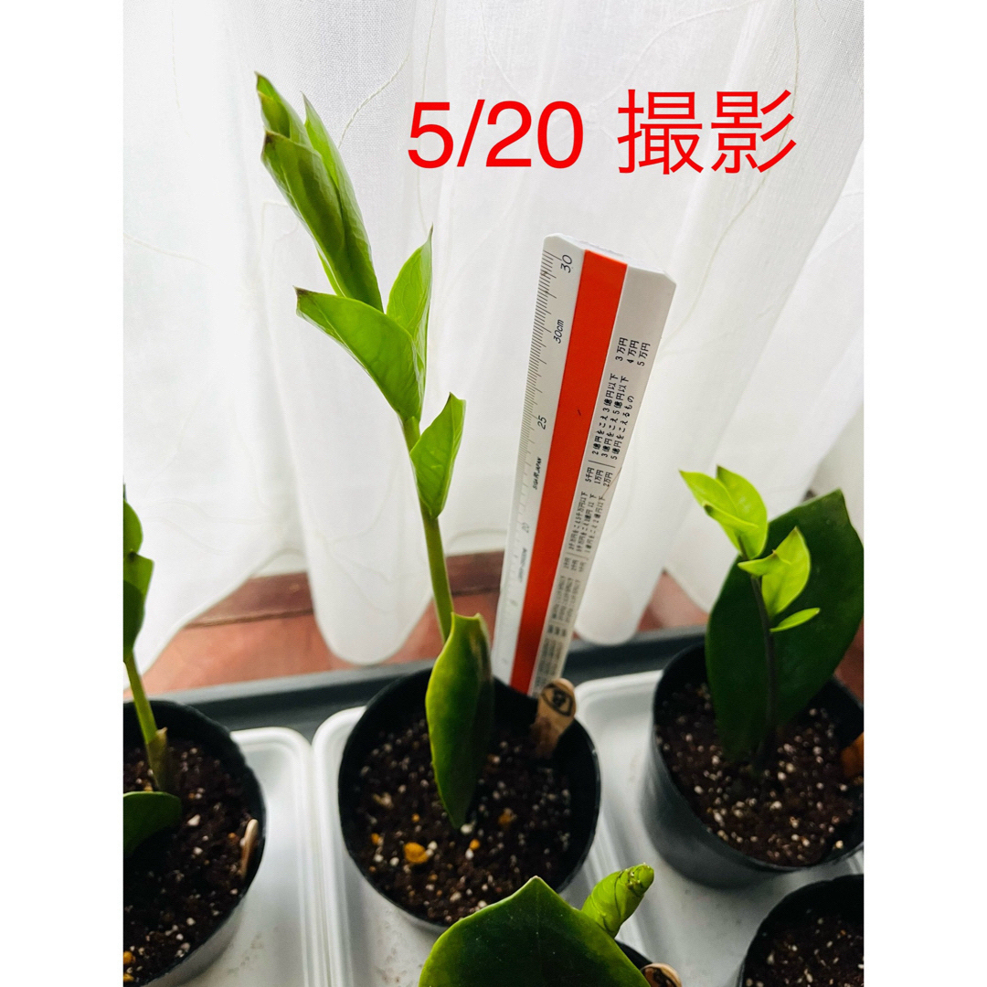 🪴⑧ ザミオクルカス　苗　🌱まもなく開く新芽　芋付の根　🌿　《花咲く親木》 ハンドメイドのフラワー/ガーデン(プランター)の商品写真