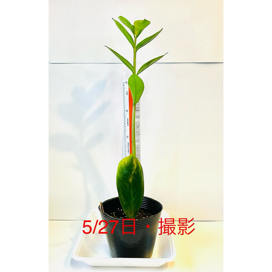 🪴⑧ ザミオクルカス　苗　🌱まもなく開く新芽　芋付の根　🌿　《花咲く親木》 ハンドメイドのフラワー/ガーデン(プランター)の商品写真