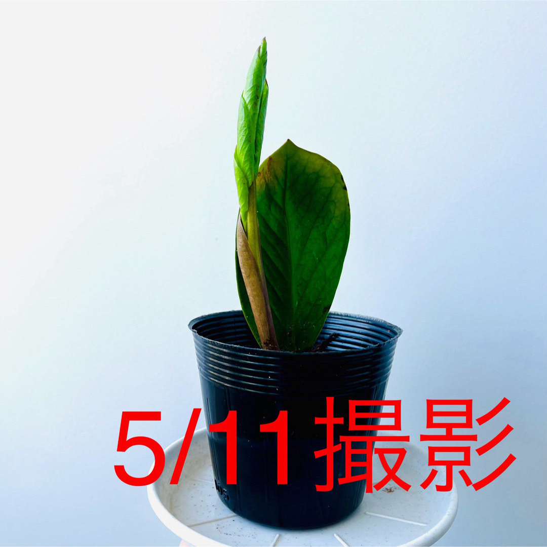 🪴⑧ ザミオクルカス　苗　🌱まもなく開く新芽　芋付の根　🌿　《花咲く親木》 ハンドメイドのフラワー/ガーデン(プランター)の商品写真