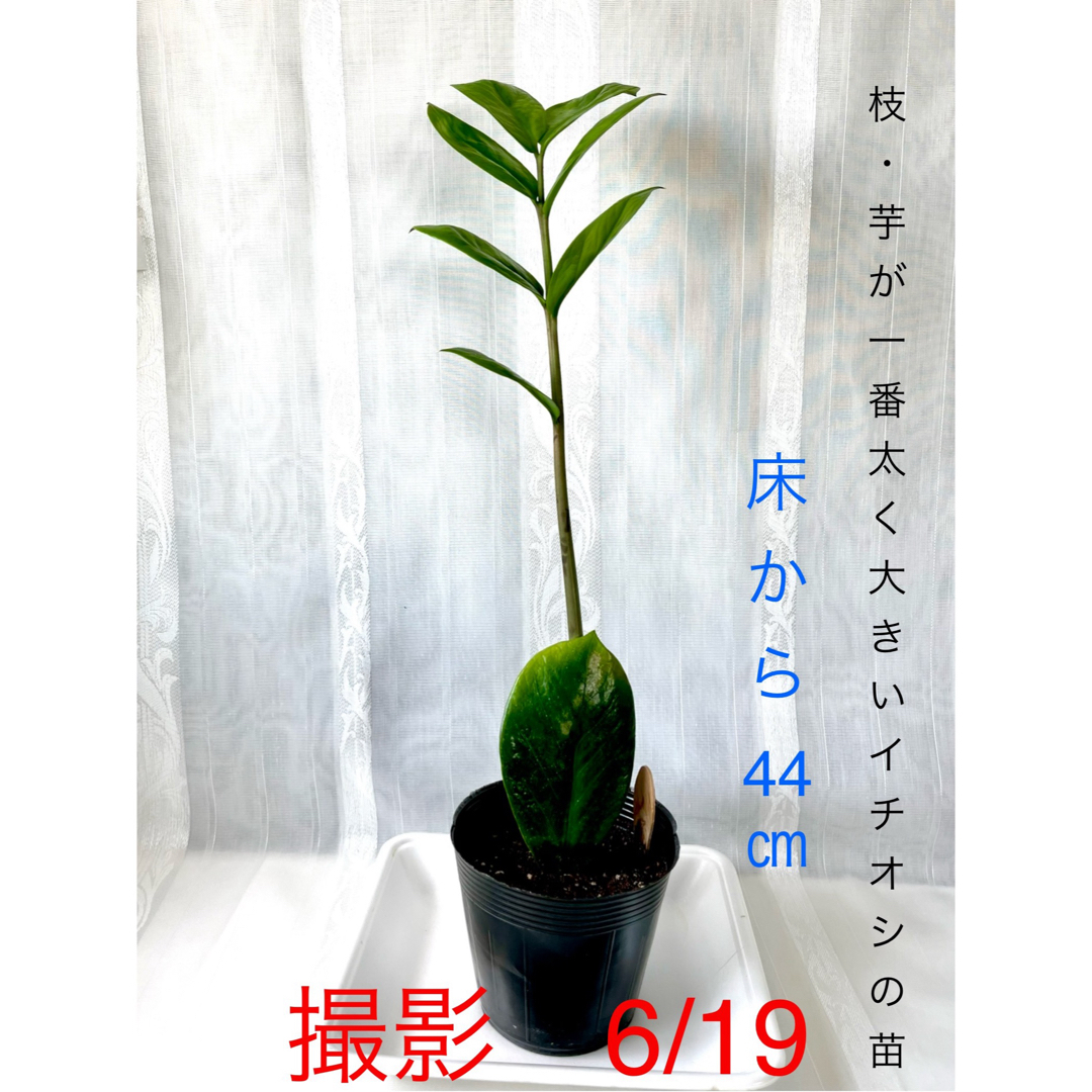 🪴⑧ ザミオクルカス　苗　🌱まもなく開く新芽　芋付の根　🌿　《花咲く親木》 ハンドメイドのフラワー/ガーデン(プランター)の商品写真