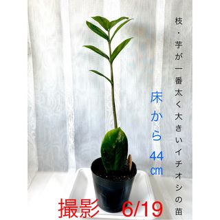 🪴② ザミオクルカス　苗　🌱まもなく開く新芽　芋付の根　🌿　《花咲く親木》(プランター)