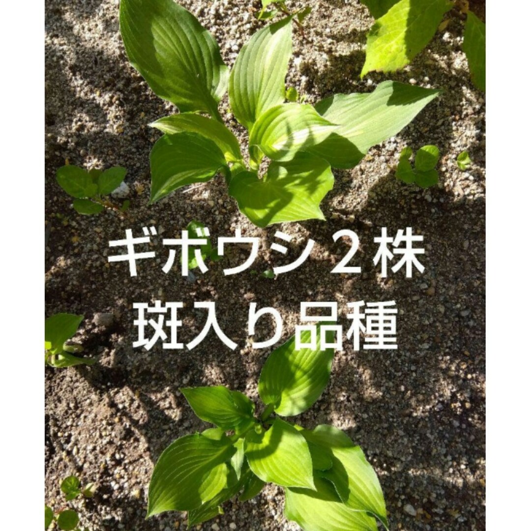 【ネコポス】２株　ギボウシ 斑入り 緑葉 中型 抜き苗 観葉植物　ホスタ ハンドメイドのフラワー/ガーデン(その他)の商品写真