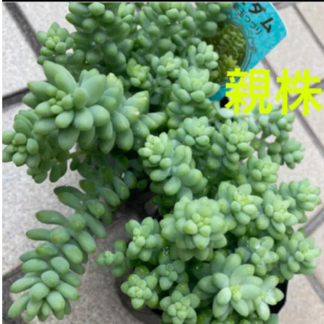 多肉植物✳︎ 新玉つづり　カット苗 ハンドメイドのフラワー/ガーデン(その他)の商品写真