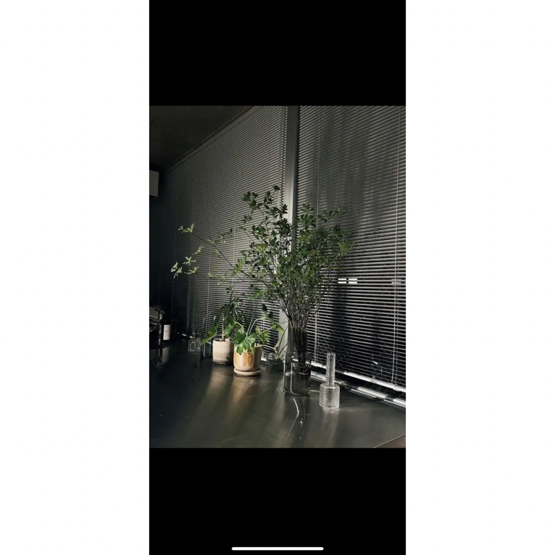 生花❣️ミヤマドウダン切り枝❗️90〜100cm×3本セット🍀✨ ハンドメイドのフラワー/ガーデン(その他)の商品写真