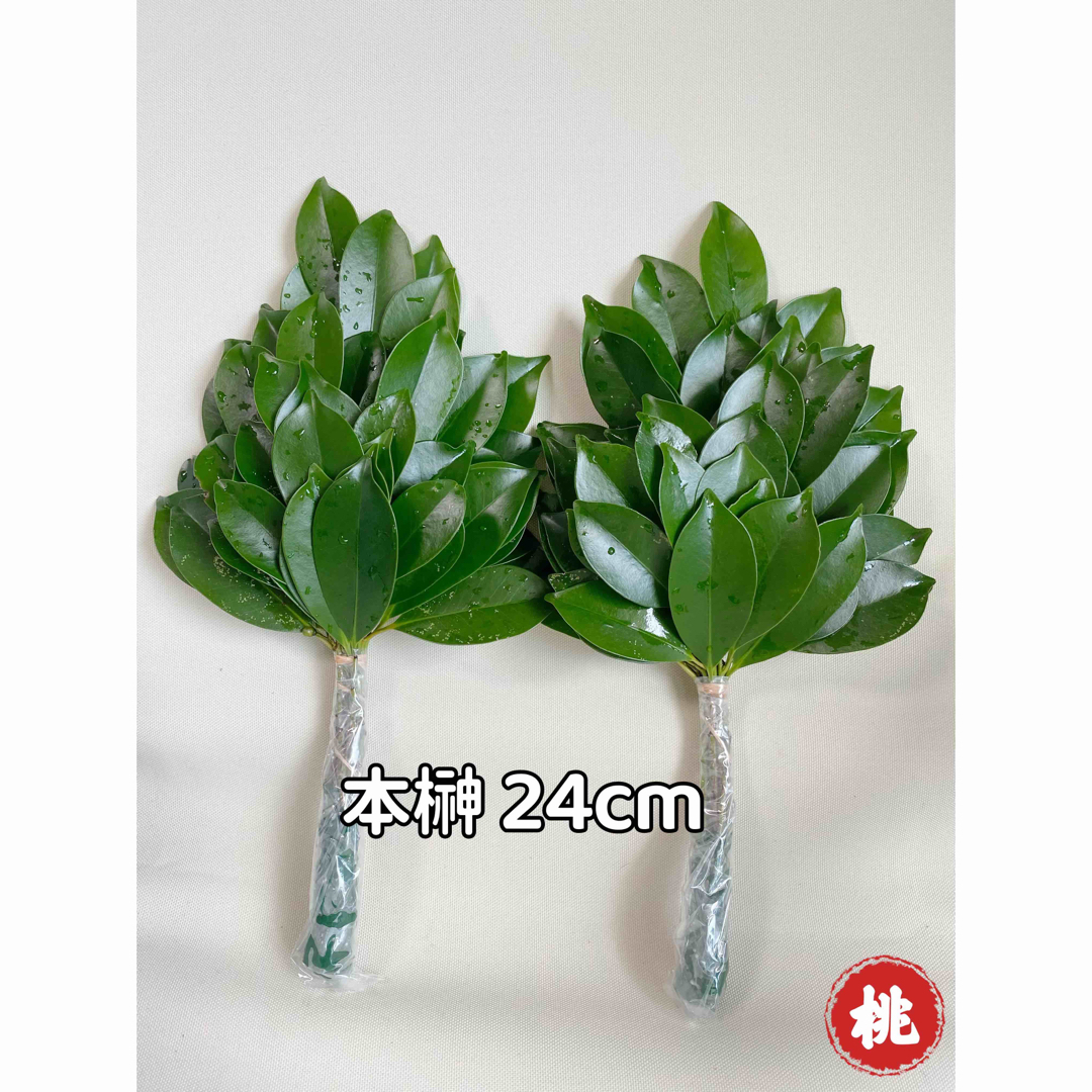 朝採り❗️【国産】天然無農薬　本榊 24cm2束 その他のその他(その他)の商品写真