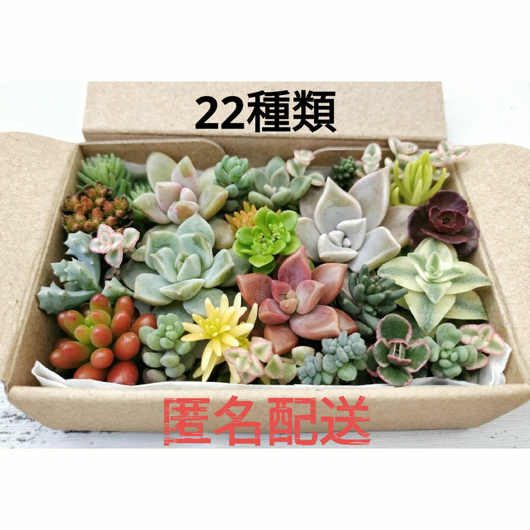 カット苗 詰め合わせ 22種類 寄せ植え 多肉 ハンドメイドのフラワー/ガーデン(その他)の商品写真