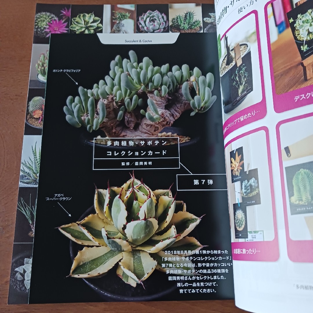 NHK 趣味の園芸 2023年 09月号 [雑誌] エンタメ/ホビーの雑誌(その他)の商品写真