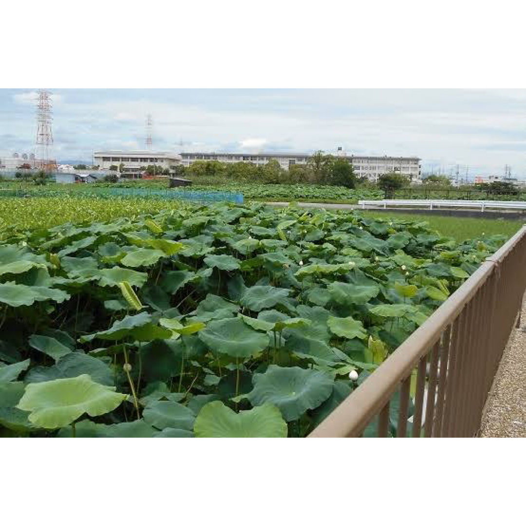 手作り　門真蓮根味噌　300g 食品/飲料/酒の加工食品(漬物)の商品写真