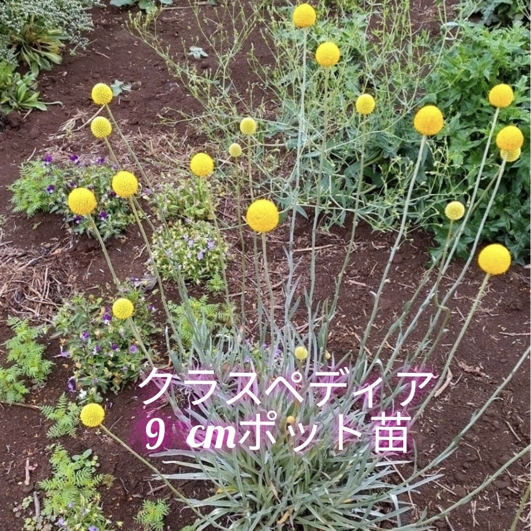 クラスペディア グロボーサ「ゴールドスティック」9cmポット大苗 宿根草 ハンドメイドのフラワー/ガーデン(プランター)の商品写真
