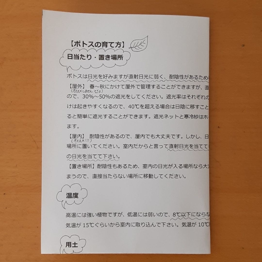 観葉植物　ポトス　カット苗 インテリア/住まい/日用品のインテリア/住まい/日用品 その他(その他)の商品写真