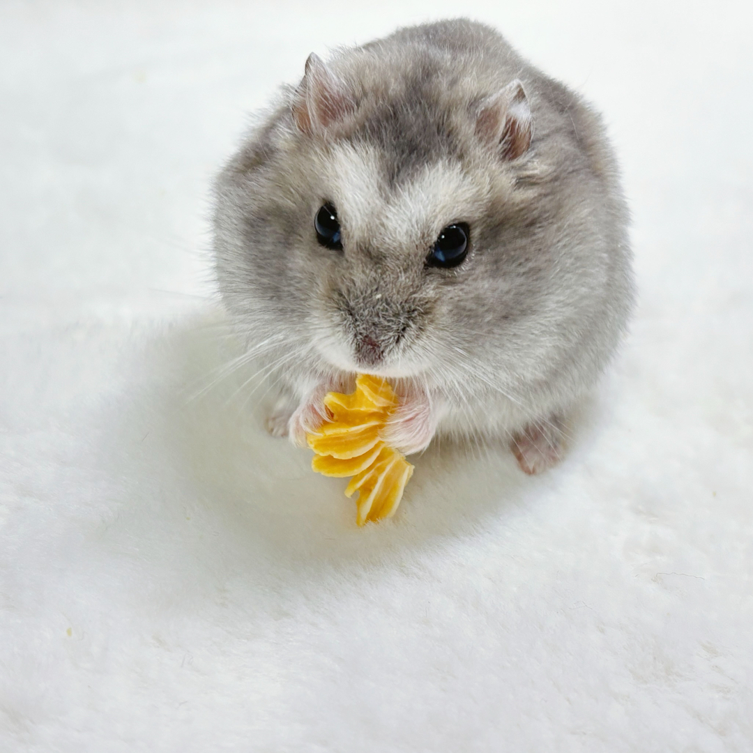 5月限定の特製花形クッキー その他のペット用品(小動物)の商品写真