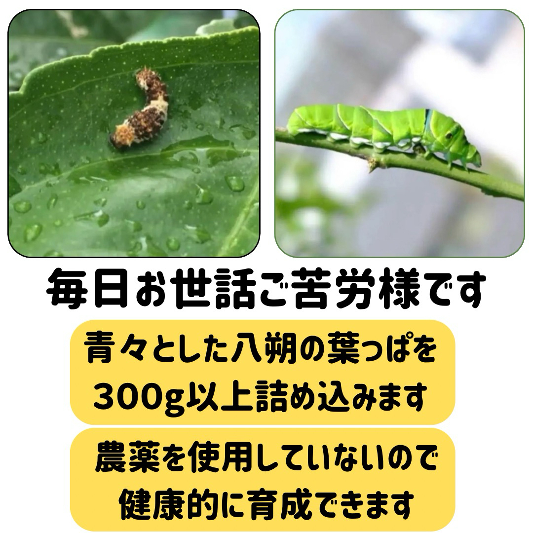 枝付き アゲハ 餌 蝶々 アゲハ蝶 柑橘 葉っぱ エサ 農薬不使用 幼虫 青虫 その他のペット用品(虫類)の商品写真