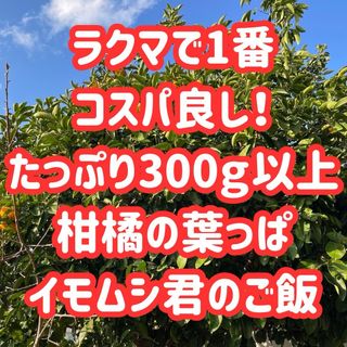 枝付き アゲハ 餌 蝶々 アゲハ蝶 柑橘 葉っぱ エサ 農薬不使用 幼虫 青虫