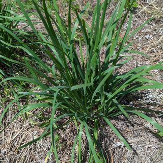 🌱ニラ🌱　３年生  5苗（9㌢ポットに仮植えして送付します）(その他)