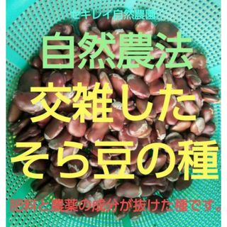 自然農法　交雑したそら豆の種　１５粒以上(野菜)