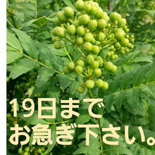 250g　西はりま山椒の実 「あすかの露」無農薬、有機栽培(調味料)