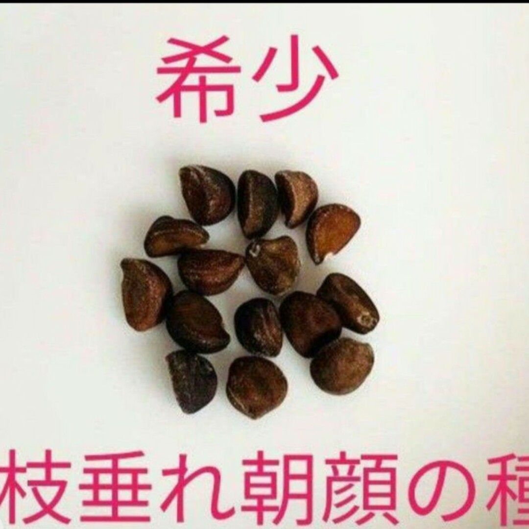 朝顔の種 その他のその他(その他)の商品写真