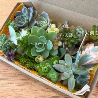 多肉植物　セダム　カット苗　カラフル　詰め合わせ(その他)