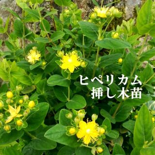 ②ヒペリカム挿し木抜き苗2本　２年生大苗　グリーンの実　クリックポストで発送(その他)