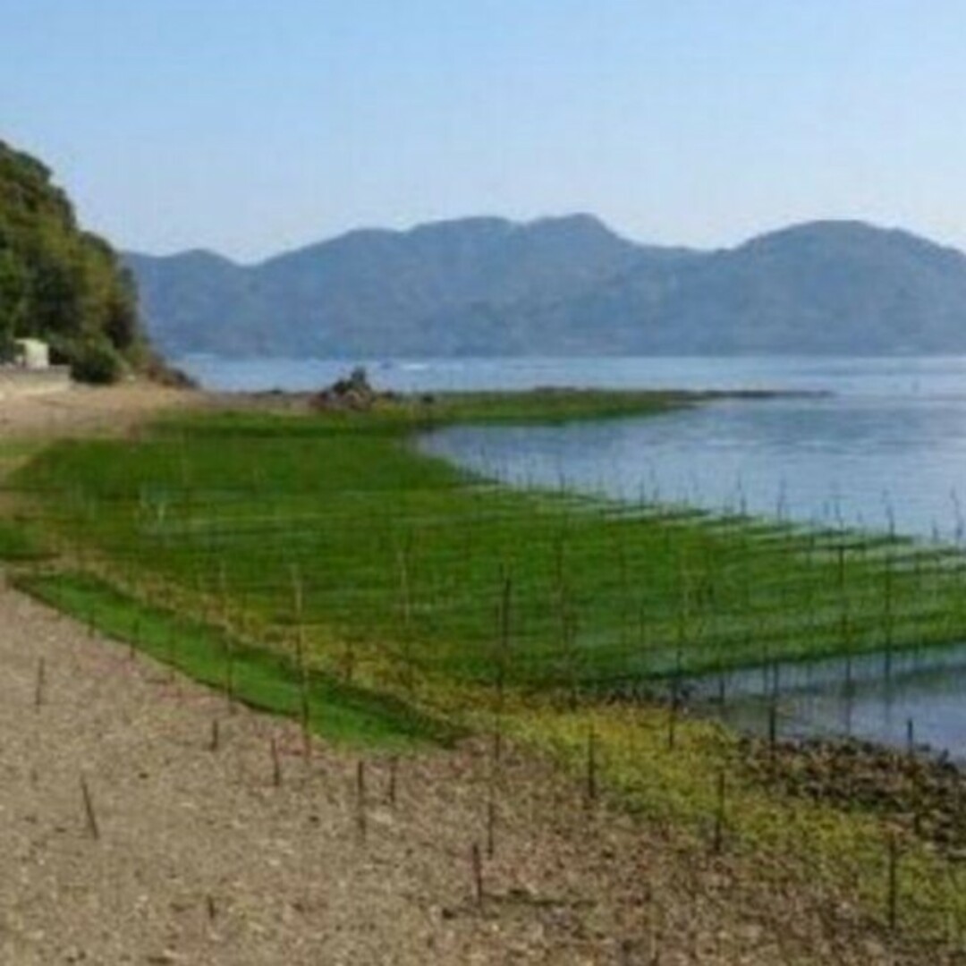 4月22日収穫終了 鹿児島県長島町産 あおさ あおさのり 乾燥あおさ 食品/飲料/酒の健康食品(その他)の商品写真