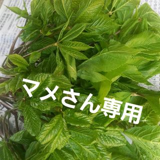 こしあぶら(野菜)