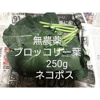 無農薬、ブロッコリーの葉　ブロッコリーの葉っぱ　葉　菜　野菜　(野菜)