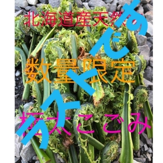 数量限定　北海道産天然物こごみ　3キロ(野菜)