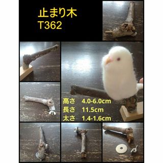 止まり木（枝：TOY-23-004）T362(鳥)