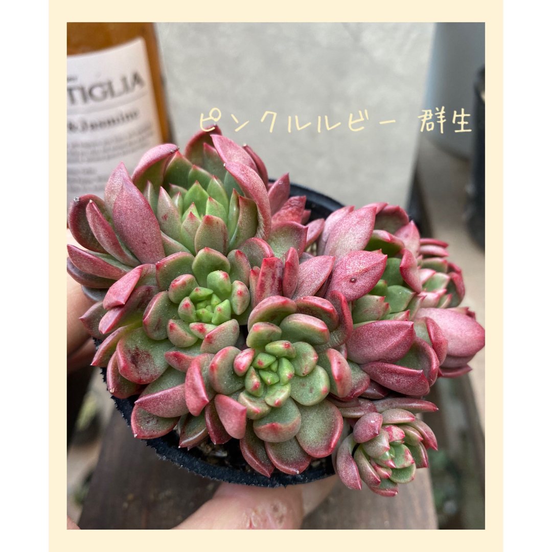 🌷多肉植物 グラプトペダルム ビンクルルビー 群生 ハンドメイドのフラワー/ガーデン(その他)の商品写真