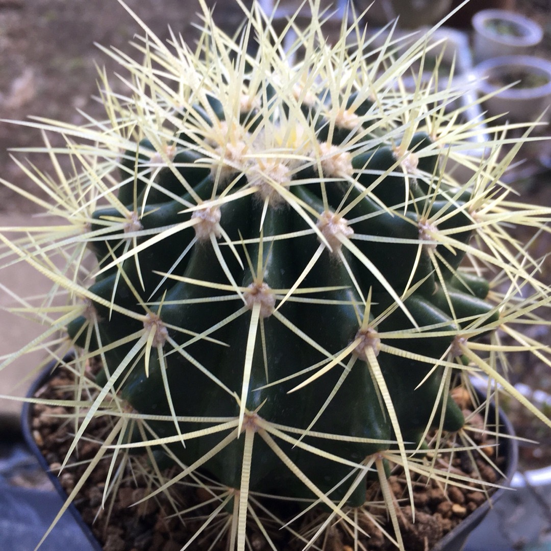 【激安】金鯱　キンシャチ　大株　サボテン　良株　美株　多肉植物　観葉植物　人気 ハンドメイドのフラワー/ガーデン(その他)の商品写真