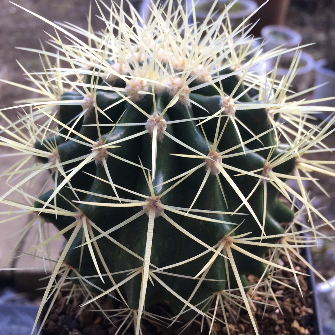 【激安】金鯱　キンシャチ　大株　サボテン　良株　美株　多肉植物　観葉植物　人気 ハンドメイドのフラワー/ガーデン(その他)の商品写真