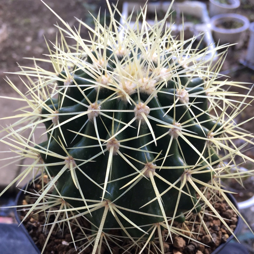 【激安】金鯱　キンシャチ　大株　サボテン　良株　美株　多肉植物　観葉植物　人気 ハンドメイドのフラワー/ガーデン(その他)の商品写真