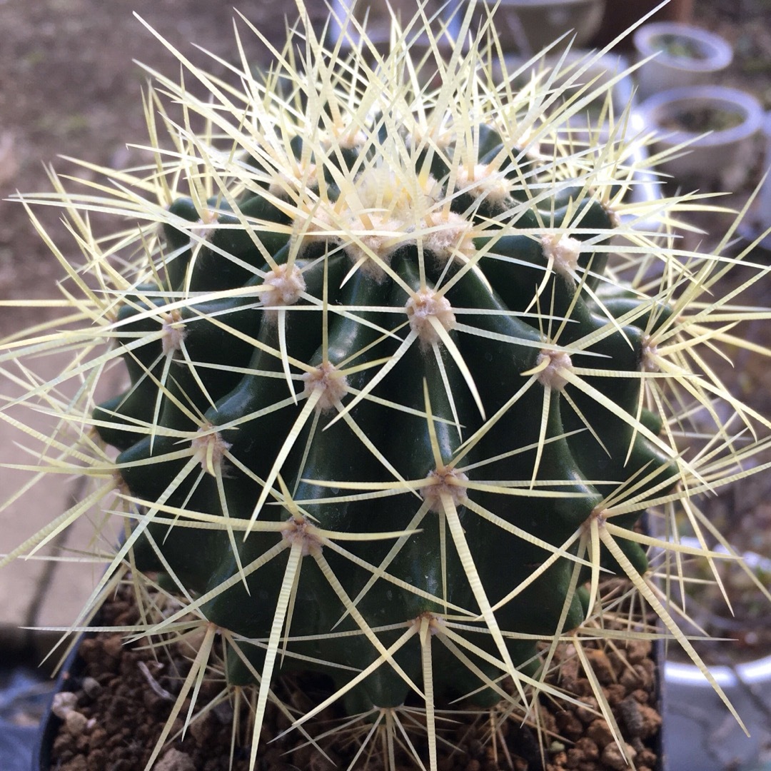 【激安】金鯱　キンシャチ　大株　サボテン　良株　美株　多肉植物　観葉植物　人気 ハンドメイドのフラワー/ガーデン(その他)の商品写真