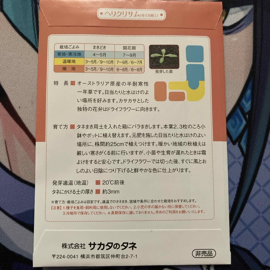 ヘリクリサム(帝王貝細工) ハンドメイドのフラワー/ガーデン(その他)の商品写真