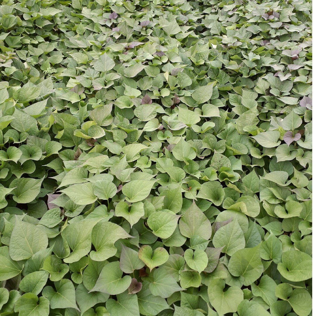 さつまいも苗、安納 食品/飲料/酒の食品(野菜)の商品写真