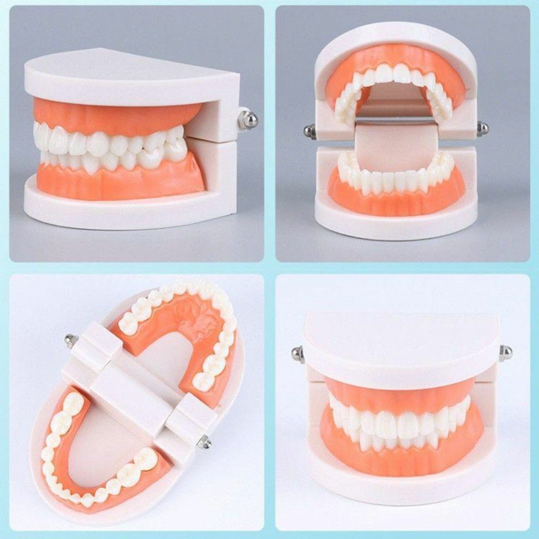 歯の模型 歯磨き練習 子供 キッズ 歯医者 180度開閉 知育玩具 歯磨き指導 キッズ/ベビー/マタニティのおもちゃ(知育玩具)の商品写真