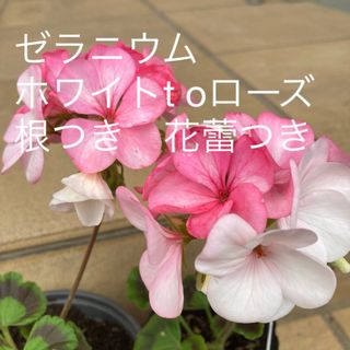 ゼラニウム　ホワイトt oローズ　根つき　花蕾つき(その他)