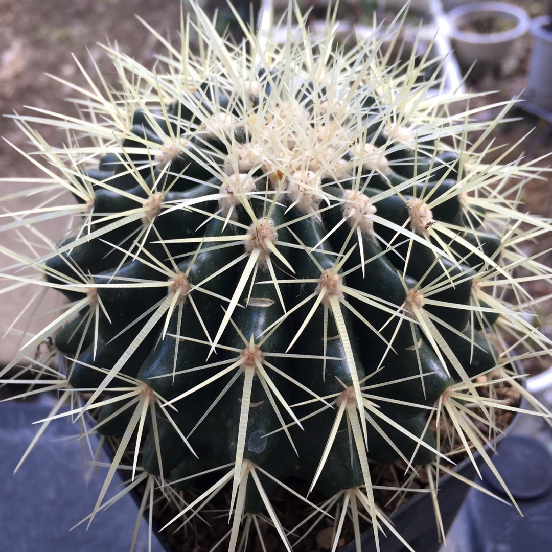 【激安】金鯱　キンシャチ　特大株　サボテン　良株　美株　丈夫　多肉植物　観葉植物 ハンドメイドのフラワー/ガーデン(その他)の商品写真