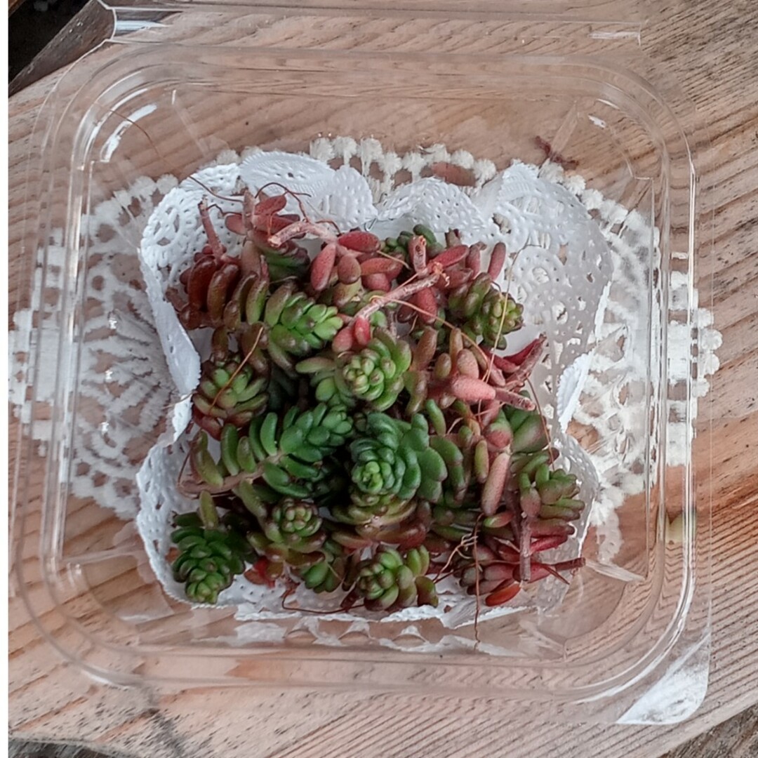 多肉植物　タイトゴメ ハンドメイドのフラワー/ガーデン(その他)の商品写真