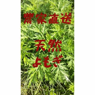 [農家直送]天然よもぎ250g以上　栽培期間中、農薬不使用。化学肥料不使用(野菜)