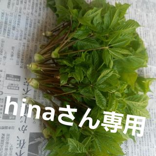 こしあぶら(野菜)