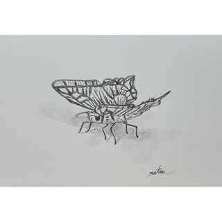 『蝶々』鉛筆画。デッサン【1】。絵画。ポストカード。(絵画/タペストリー)