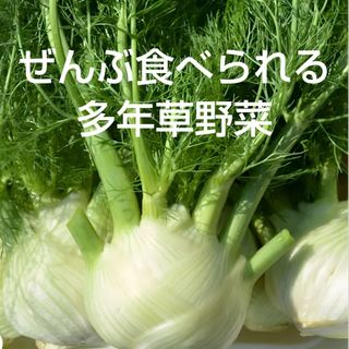 全部食べられる多年草野菜 フローレンス・フェンネル50粒  ハーブの種(その他)