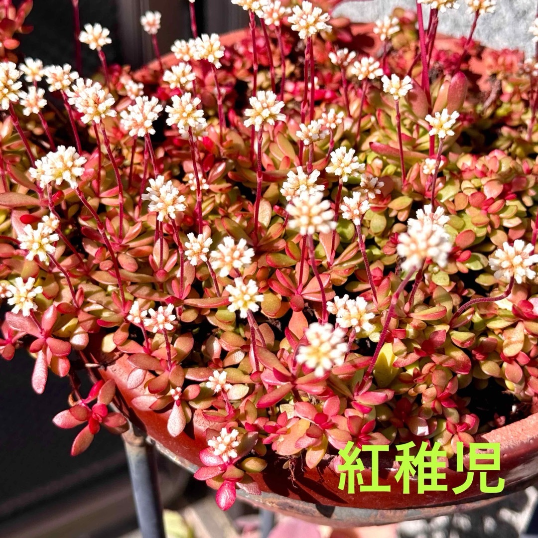 多肉植物　紅稚児　15カットB ハンドメイドのフラワー/ガーデン(その他)の商品写真