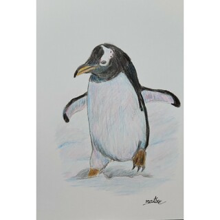 『ペンギン』色鉛筆画。絵画。ポストカード。(絵画/タペストリー)