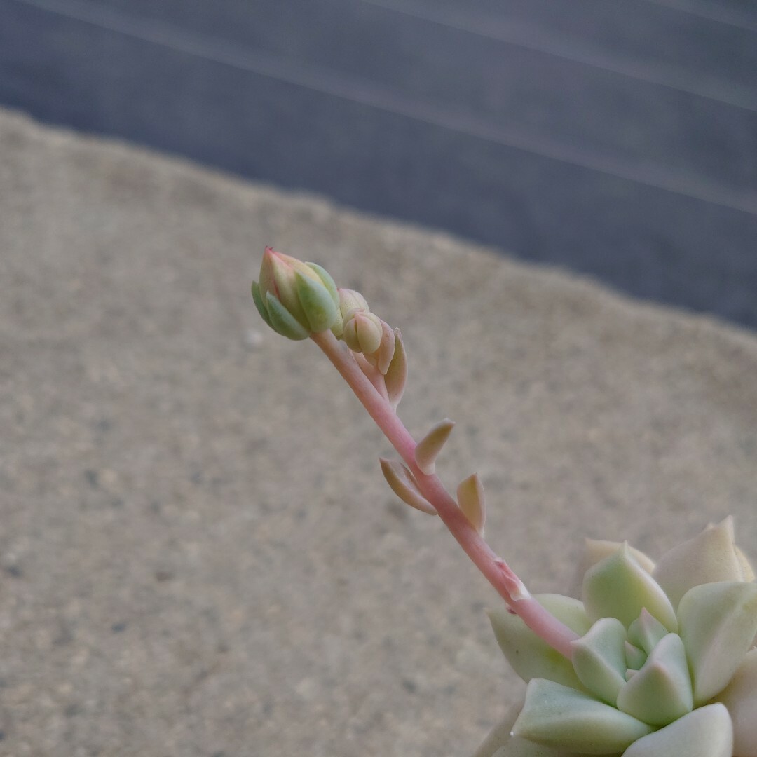 多肉植物 抜き苗 札落ち 花 蕾 ハンドメイドのフラワー/ガーデン(その他)の商品写真