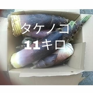 タケノコ 11キロ 詰め合わせ 竹の子 筍(野菜)